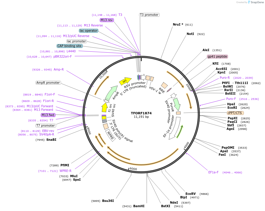 143329-plasmid-map-sequence-id-400307
