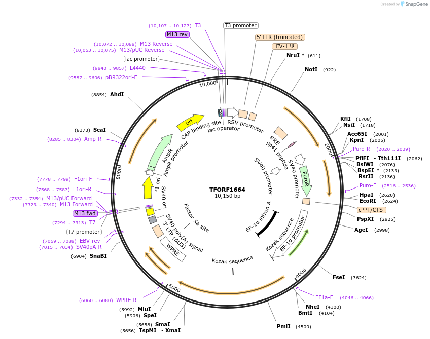 143304-plasmid-map-sequence-id-400309