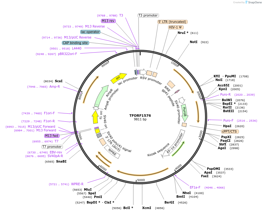143297-plasmid-map-sequence-id-400310