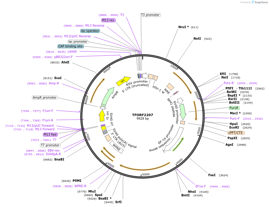 143354-plasmid-map-sequence-id-400312
