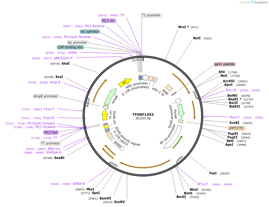 143293-plasmid-map-sequence-id-400313