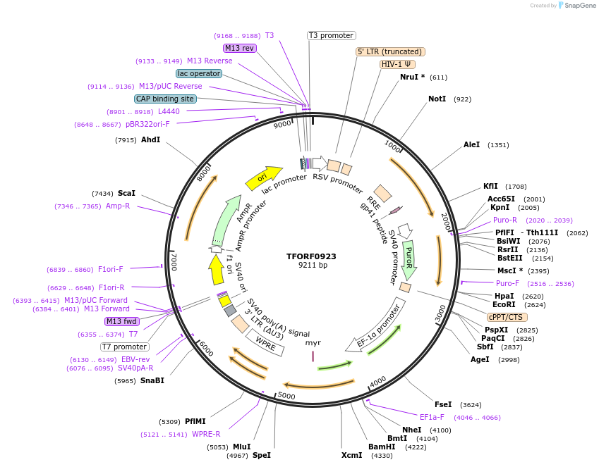 141756-plasmid-map-sequence-id-400318