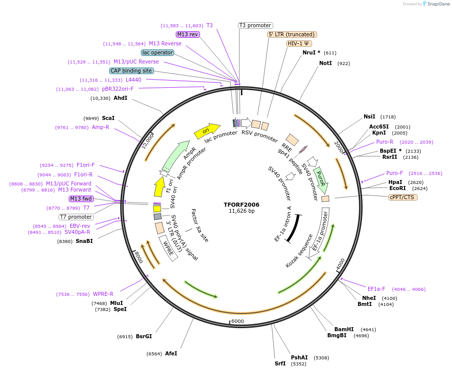 143331-plasmid-map-sequence-id-400319
