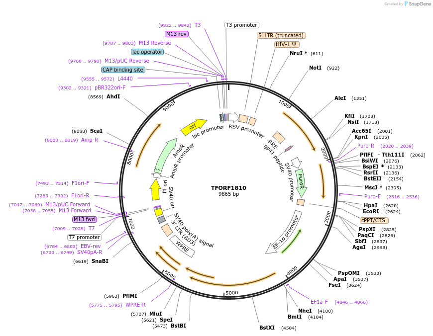 143320-plasmid-map-sequence-id-400320