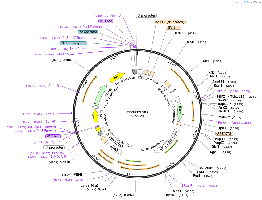 143298-plasmid-map-sequence-id-400323