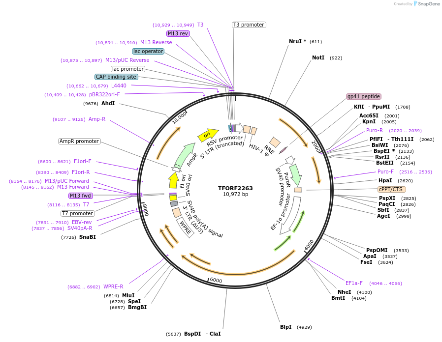 143357-plasmid-map-sequence-id-400325