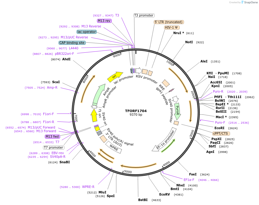 143308-plasmid-map-sequence-id-400327