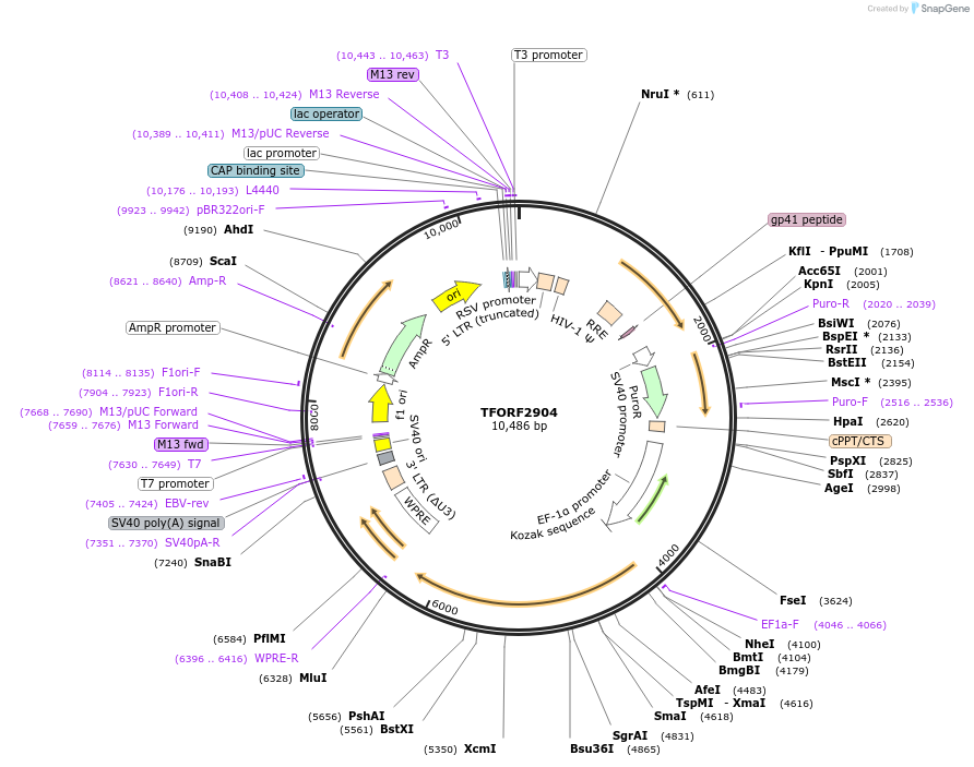 143388-plasmid-map-sequence-id-400329