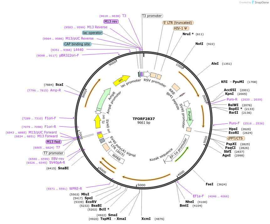 143377-plasmid-map-sequence-id-400331