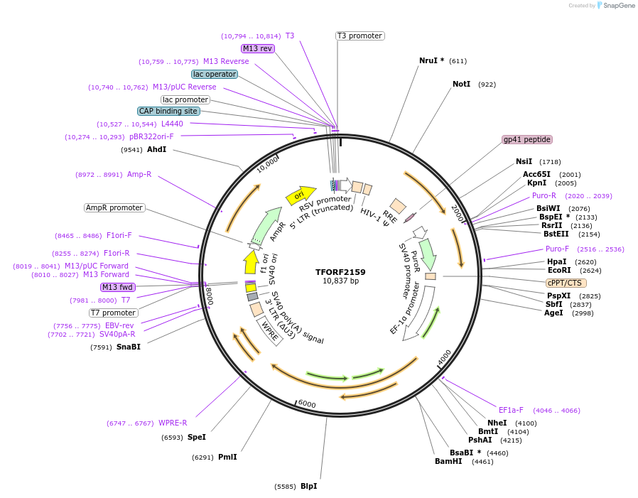 143347-plasmid-map-sequence-id-400332