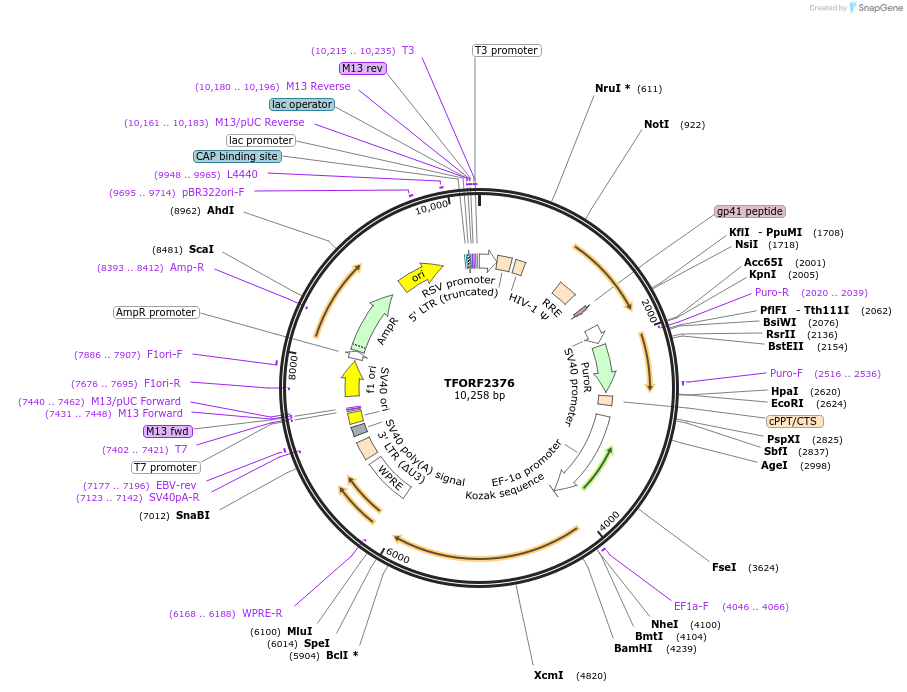 143365-plasmid-map-sequence-id-400334