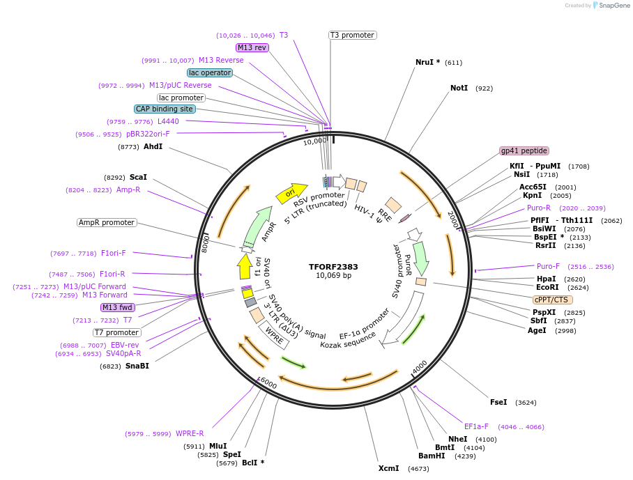 143369-plasmid-map-sequence-id-400335