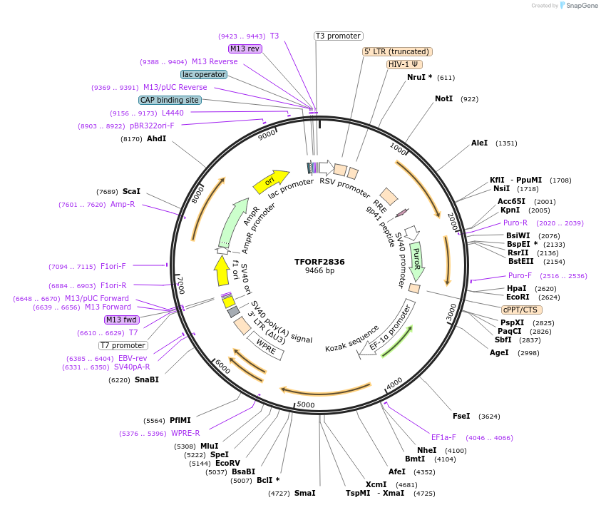 143376-plasmid-map-sequence-id-400337