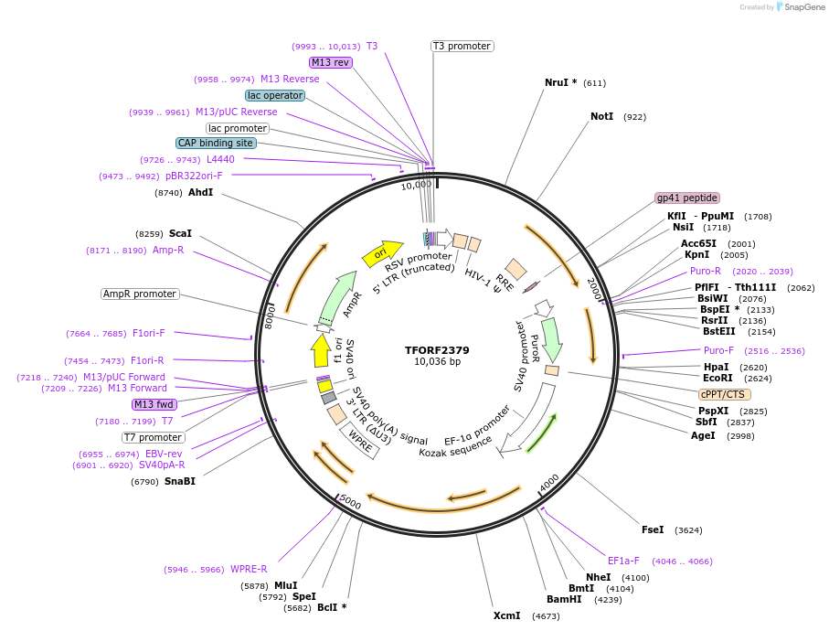 143366-plasmid-map-sequence-id-400338