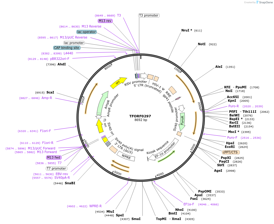 141565-plasmid-map-sequence-id-400339