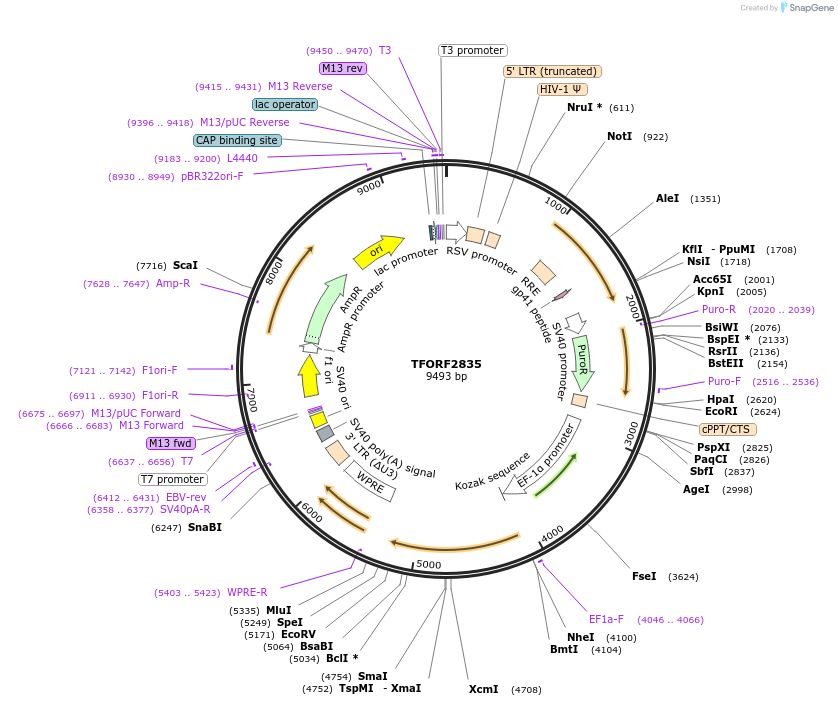 143375-plasmid-map-sequence-id-400340