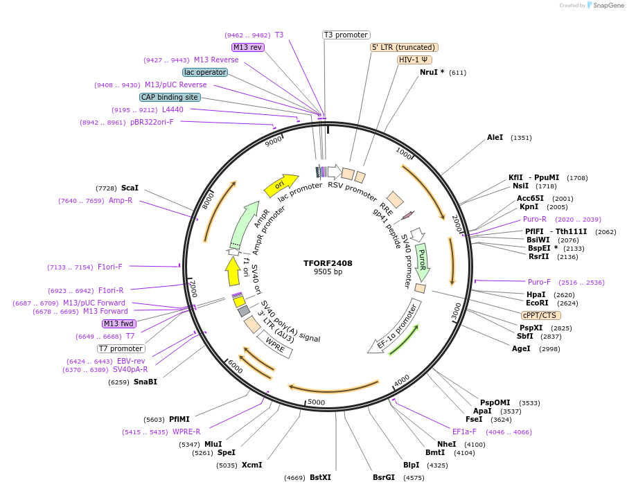 143370-plasmid-map-sequence-id-400341