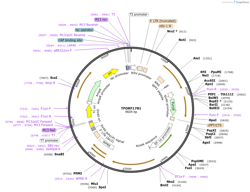 143314-plasmid-map-sequence-id-400342