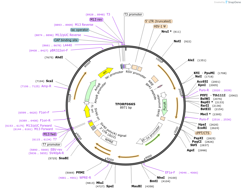 141656-plasmid-map-sequence-id-400344