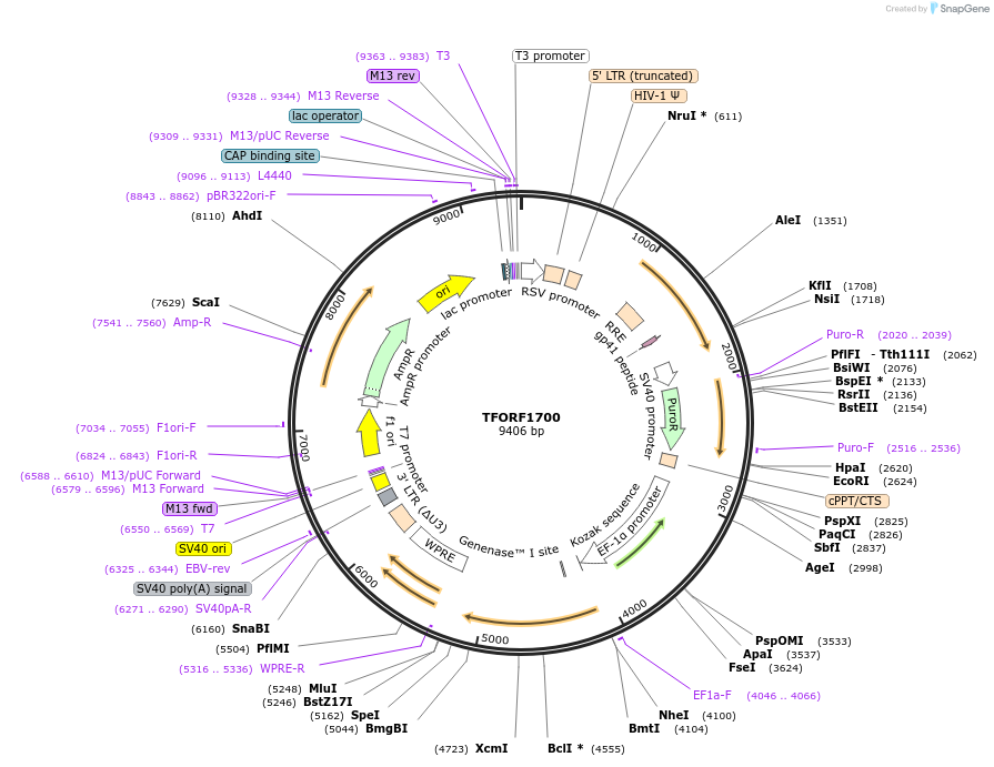 143307-plasmid-map-sequence-id-400346