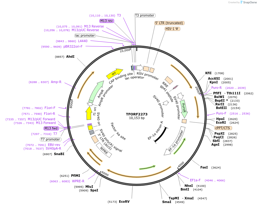 143360-plasmid-map-sequence-id-400347