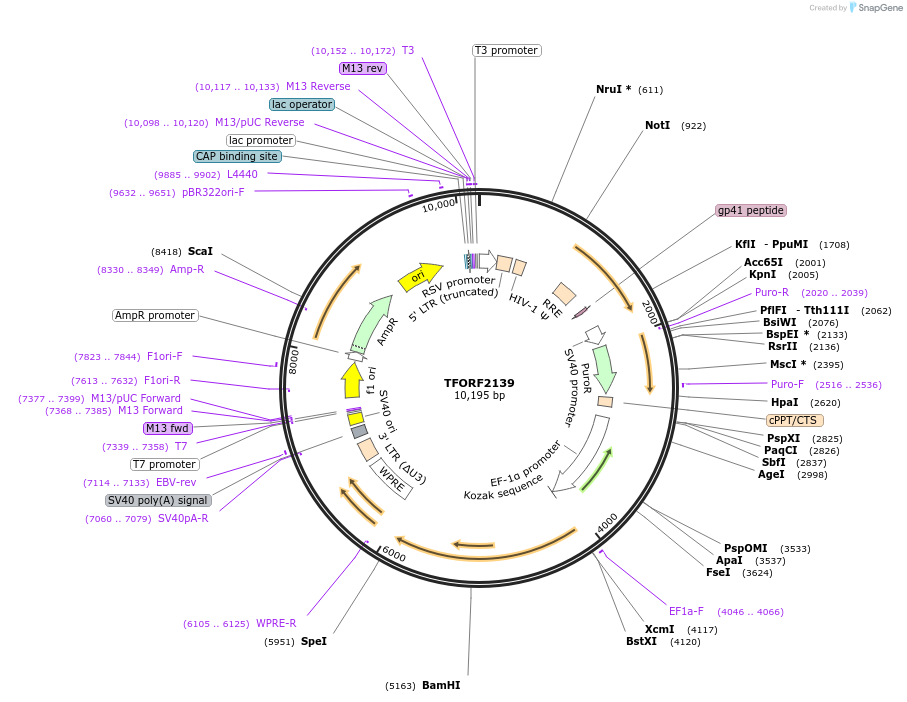 143344-plasmid-map-sequence-id-400348