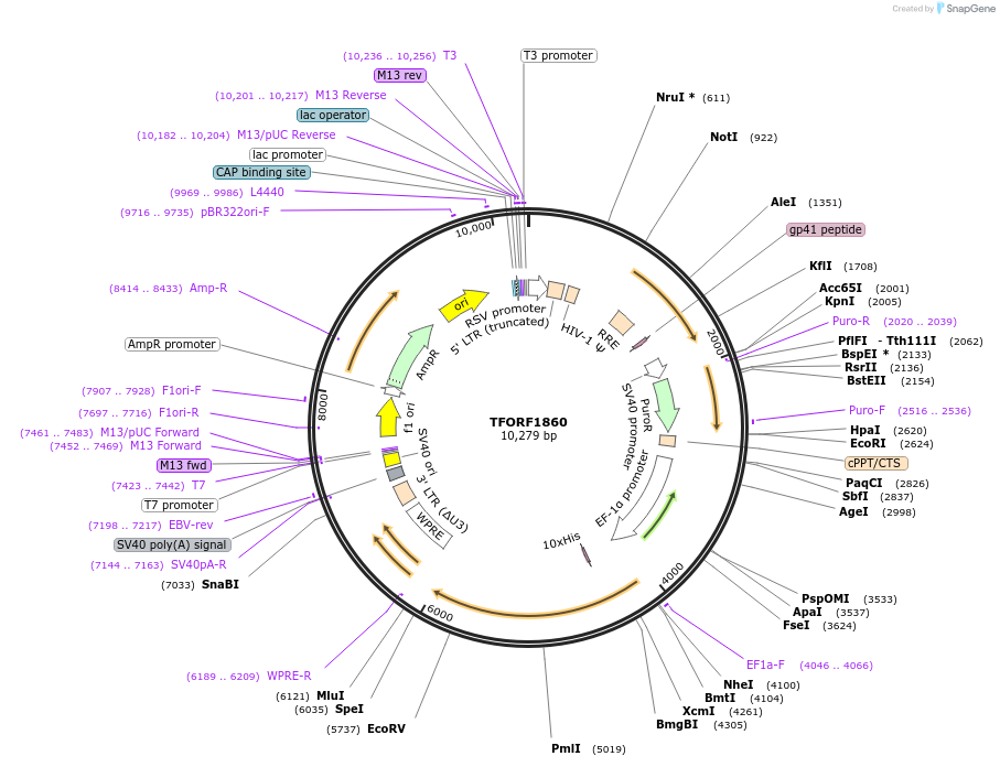 143549-plasmid-map-sequence-id-400352
