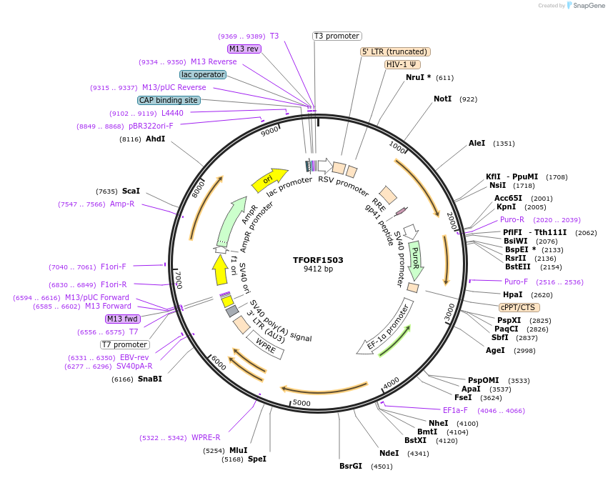 143508-plasmid-map-sequence-id-400354