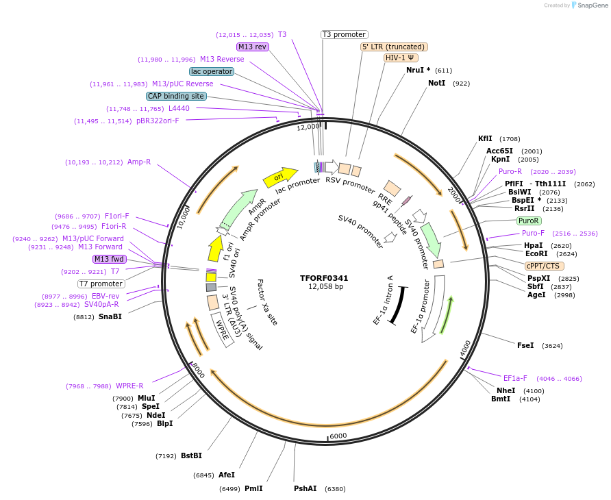 141584-plasmid-map-sequence-id-400357