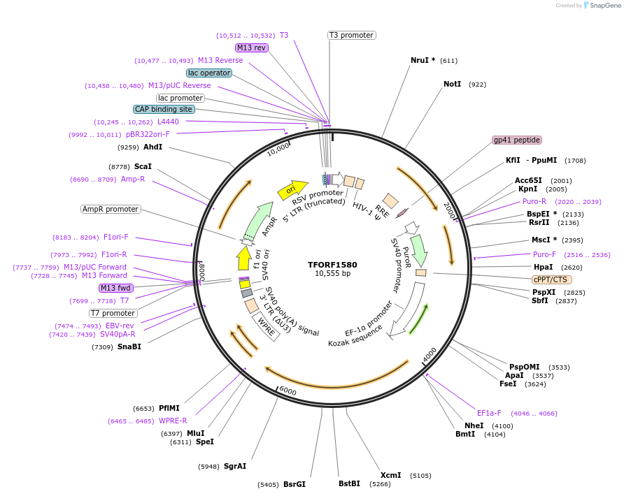 143526-plasmid-map-sequence-id-400364