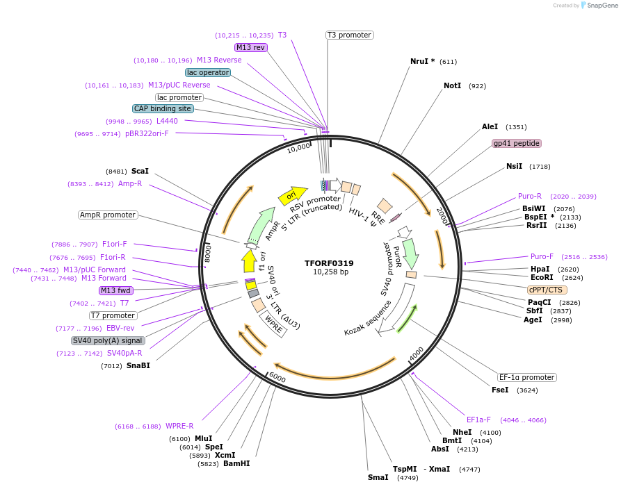 141581-plasmid-map-sequence-id-400365