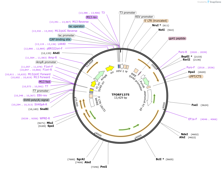 143493-plasmid-map-sequence-id-400368