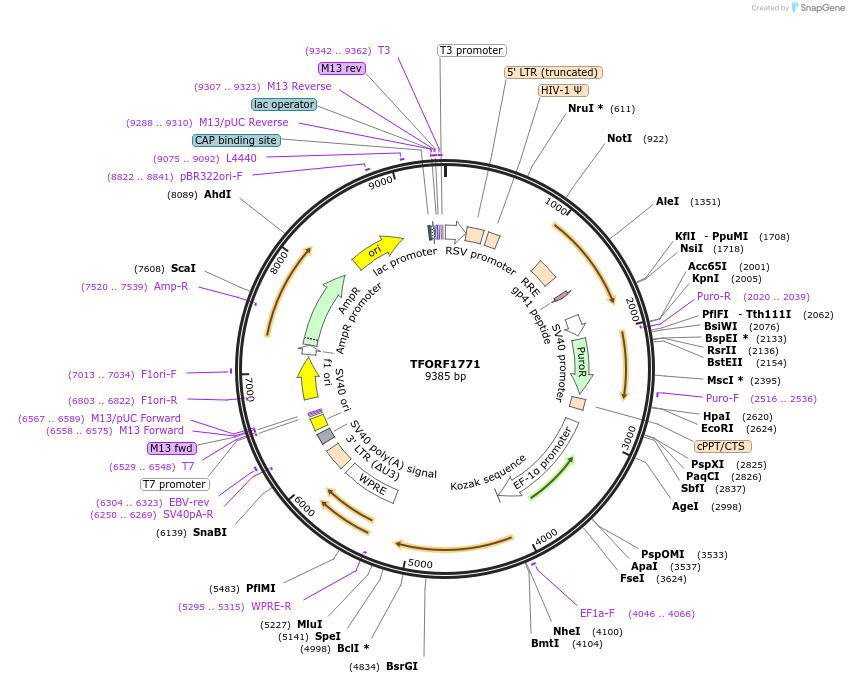 143542-plasmid-map-sequence-id-400370