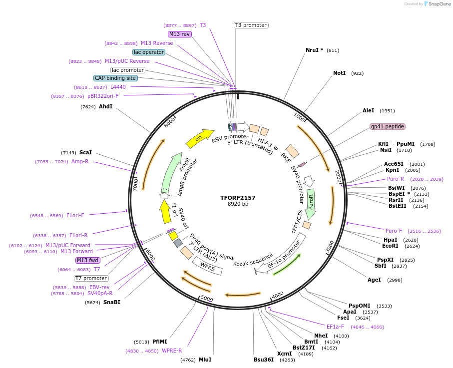 143572-plasmid-map-sequence-id-400372