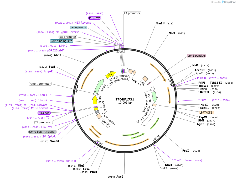 143538-plasmid-map-sequence-id-400373