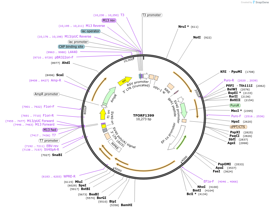 143495-plasmid-map-sequence-id-400374