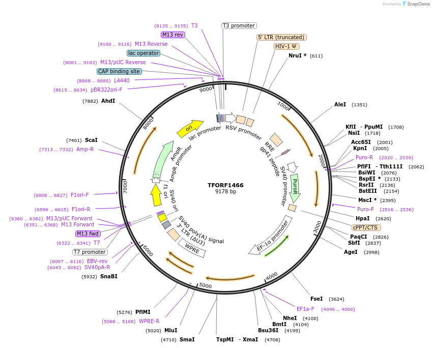 143503-plasmid-map-sequence-id-400375