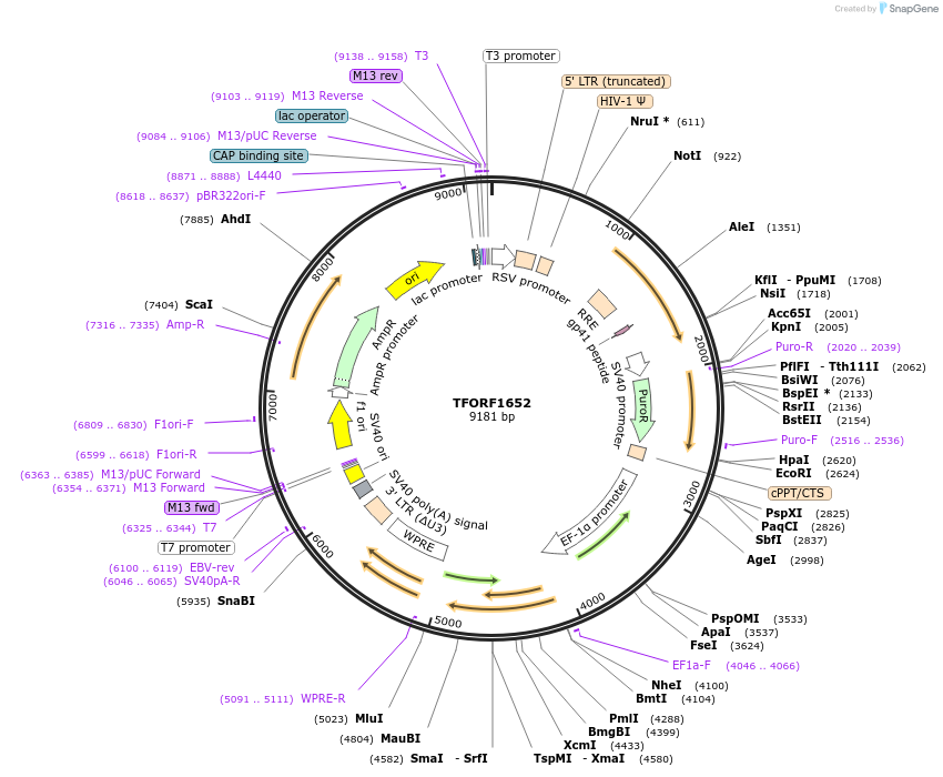 143532-plasmid-map-sequence-id-400377