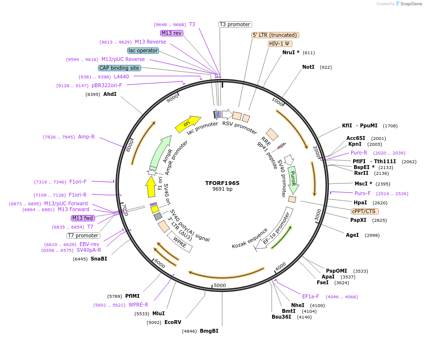 143560-plasmid-map-sequence-id-400379