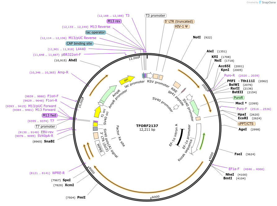 143570-plasmid-map-sequence-id-400380