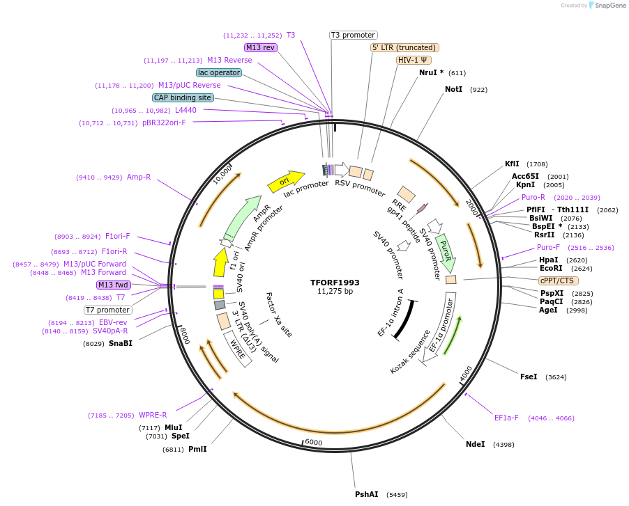 143565-plasmid-map-sequence-id-400381
