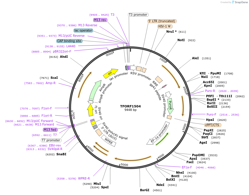 143509-plasmid-map-sequence-id-400388