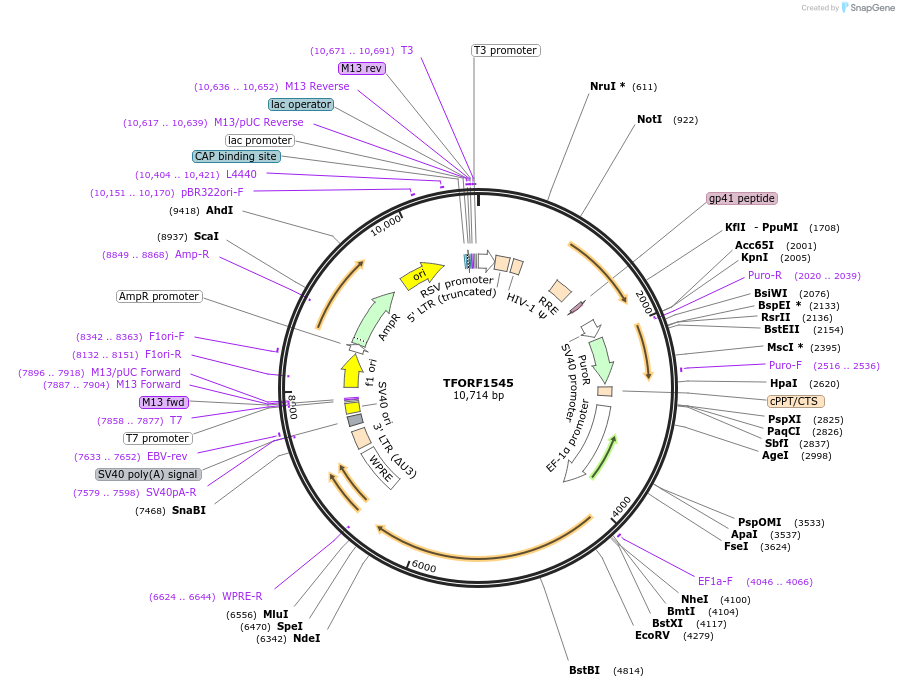 143519-plasmid-map-sequence-id-400391
