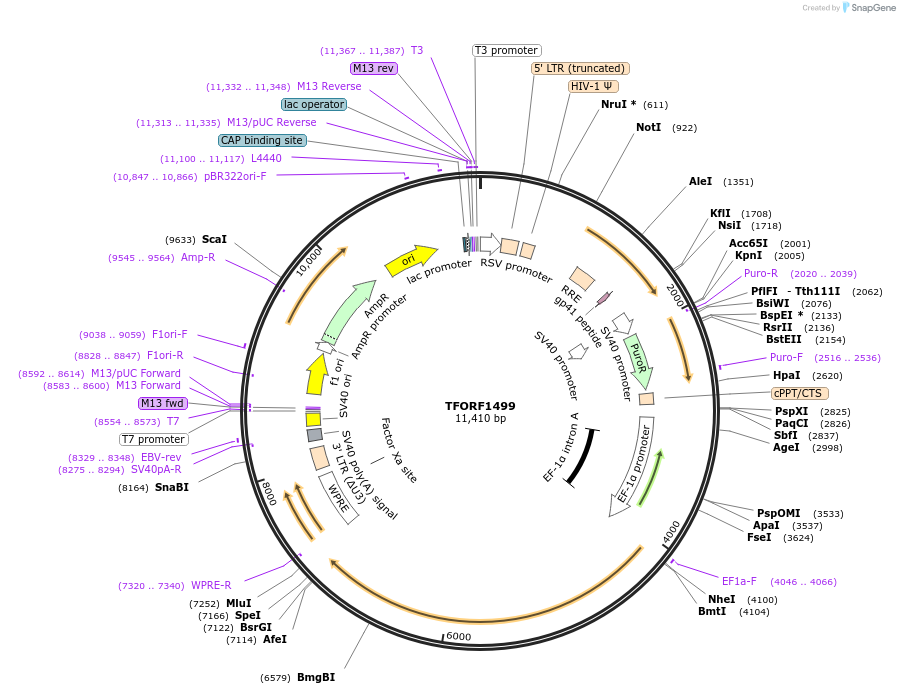 143505-plasmid-map-sequence-id-400394