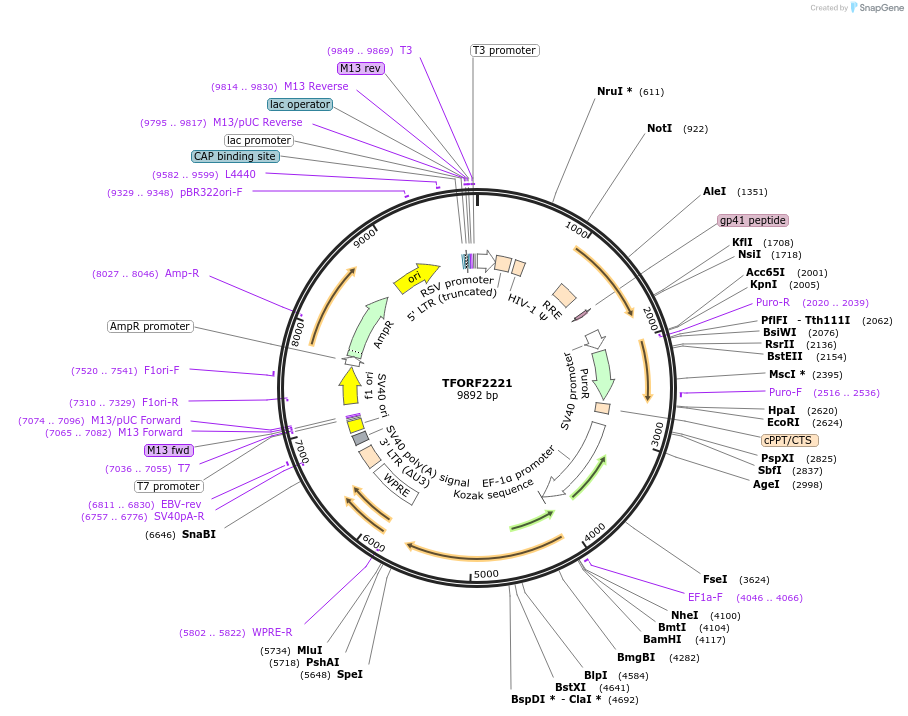 143578-plasmid-map-sequence-id-400396