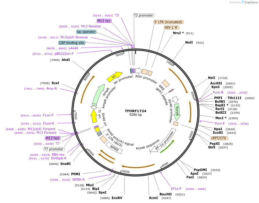 143536-plasmid-map-sequence-id-400397