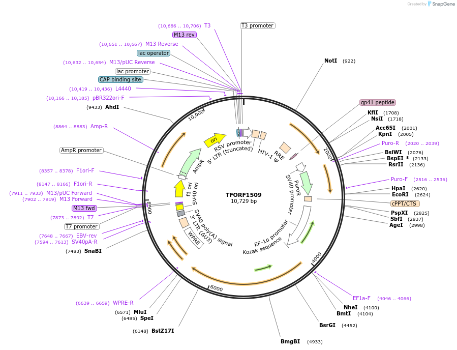 143511-plasmid-map-sequence-id-400402