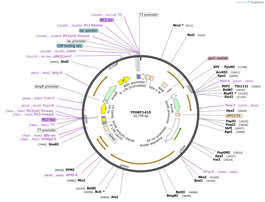 143496-plasmid-map-sequence-id-400404