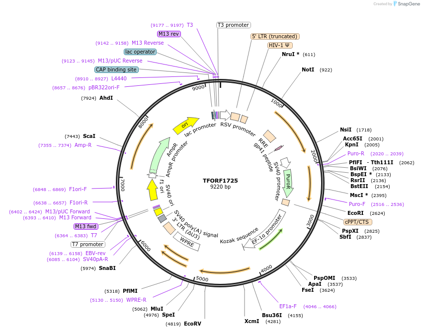 143537-plasmid-map-sequence-id-400405