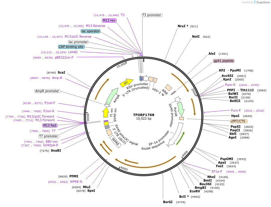 143541-plasmid-map-sequence-id-400406